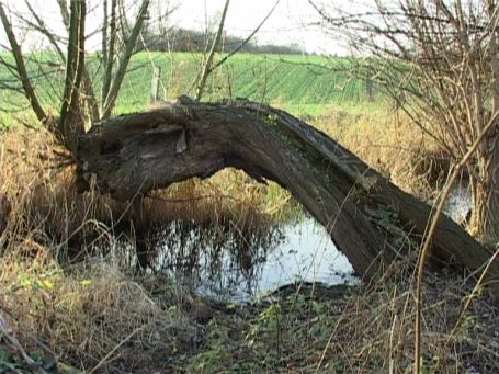 Moers : Kopfweiden am Moersbach